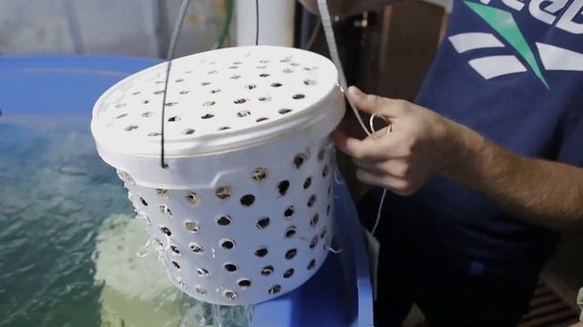 Владивосток 2. Рецепт Как правильно готовить Морепродукты. смотреть онлайн