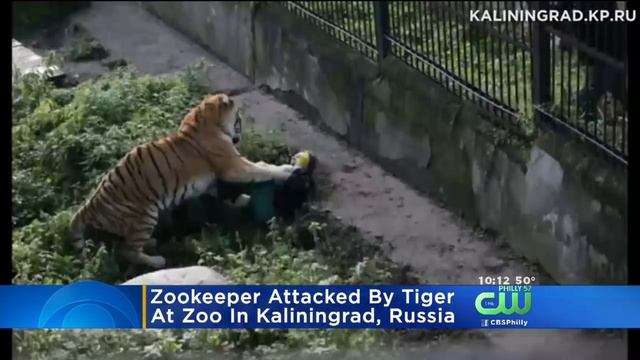 Zookeeper Attacked By Tiger In Russia