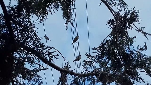 домовой воробей Гутор Галина смотреть онлайн