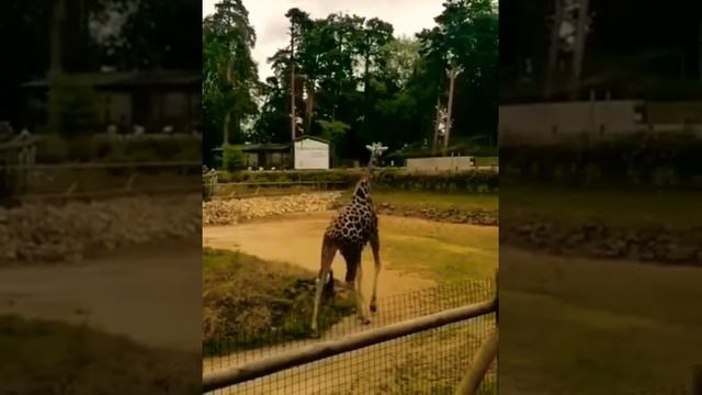 песенка про Жирафа и антилопу смотреть онлайн