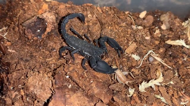 Eating head first смотреть онлайн