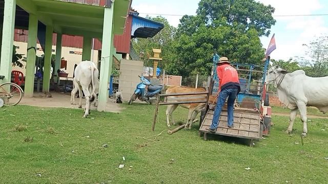 The youngest cow in Prey village crosses the cow very fast смотреть онлайн