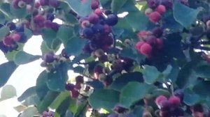 Саженцы ирги "Смоуки"(Канада). Питомник Садоград