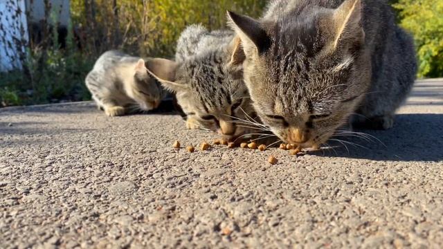 Бездомные голодные Котята и Кошки увидев меня бегут на запах еды смотреть онлайн