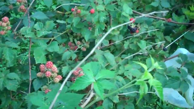 Blackberry Plants For Sale $1.89 at Tn Tree Nursery смотреть онлайн