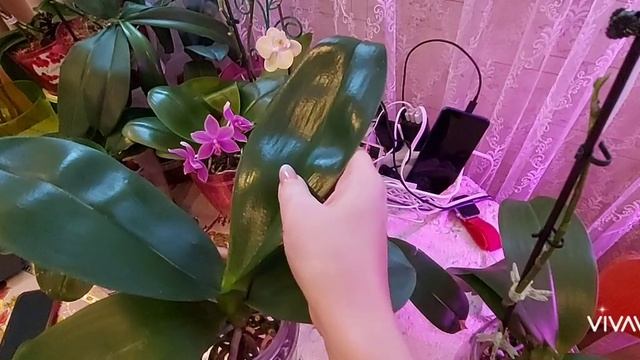 Орхидеи в банке , часть первая. Фаленопсисы без грунта смотреть онлайн