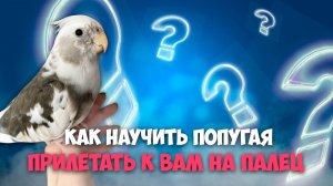 КАК УЧИТЬ ПОПУГАЯ КОМАНДАМ?