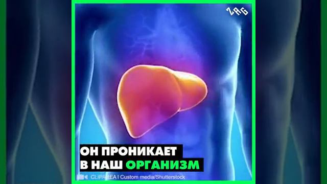 Привет всем Сегодня вы на канале гарькуша Кирилл Сегодня мы снимаем видео про сейчас скажу и желудк смотреть онлайн