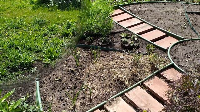 ПРЯНО-АРОМАТНАЯ КЛУМБА смотреть онлайн