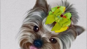 МК. Красивый бантик для вашей милашки.