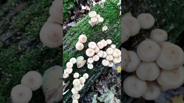 ГРИБЫ ОПЯТА смотреть онлайн