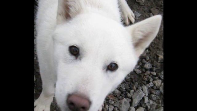 Shiro - "white, innocence" hokkaido-inu смотреть онлайн