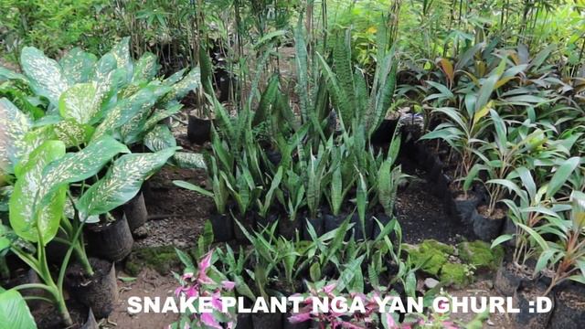 GARDEN SHOP IN TANAY // AS LOW AS 25.00 // INDOOR PLANTS FOR PLANTITA // SHYRA SANCHEZ смотреть онлайн