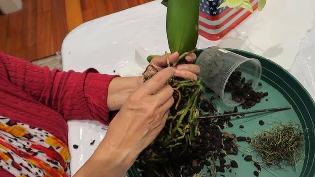 The yellow green phalaenopsis orchid in rescue mood.How it getting care. смотреть онлайн