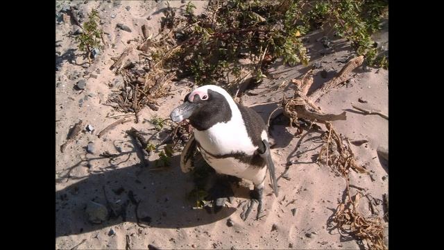 Where do penguins live? смотреть онлайн