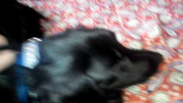 С НОВЫМ 2017 ГОДОМ ДРУЗЬЯ!!! смотреть онлайн