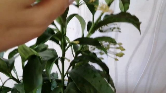 #Хойя мультифлора # хойя #простой уход  хойи