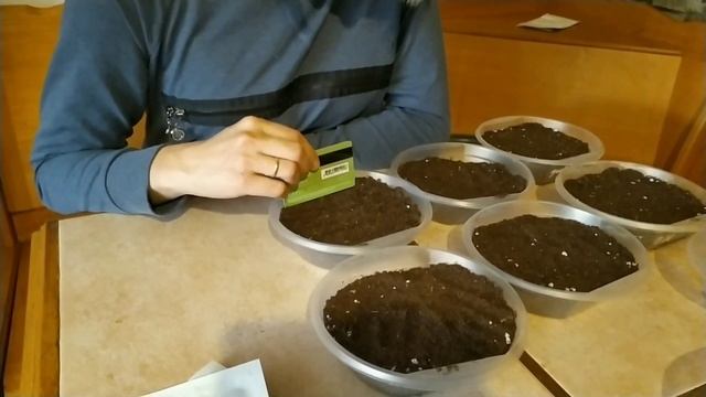 Посев ВЕЧНОЦВЕТУЩЕЙ БЕГОНИИ! смотреть онлайн