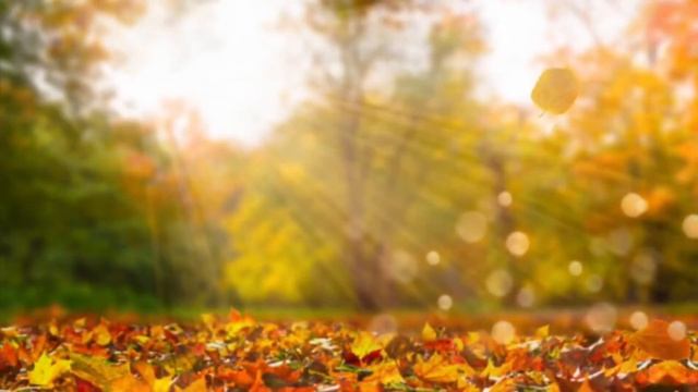 Фото конкурс «Осень - 2021 и китайская хохлатая собака» смотреть онлайн