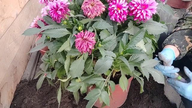 Вегетативные георгины. Три способа сохранить клубни смотреть онлайн