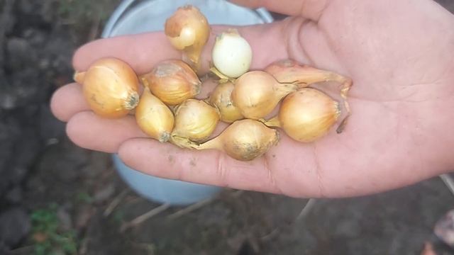 Tratarea arpagicului inainte de plantare смотреть онлайн