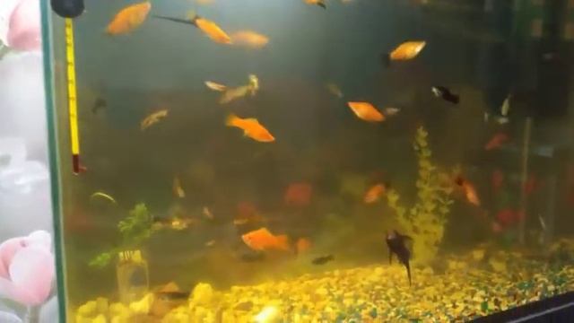 Домашняя рыбалка))) Смотреть всем!!! смотреть онлайн