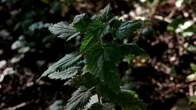 Autumn video test Sony A58 with Sony DT 1.8/35 SAM смотреть онлайн