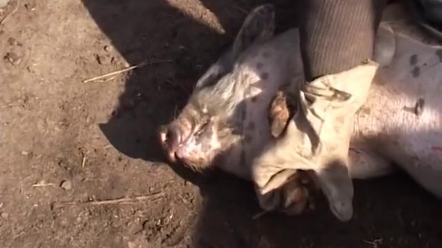 Вьетнамские свинки. Одеваем кольца.