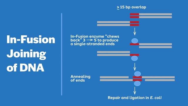 Introduction to In-Fusion Cloning смотреть онлайн