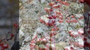 _СНЕГ, СНЕГ, СНЕГ_... (ВИА _Синяя птица_ - Сергей Дроздов).mp4