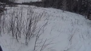 Охота на волка