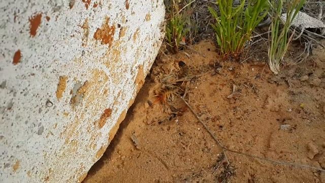 Зоопарк Дома