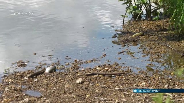 15.07.2022 В реке Пемже массовая гибель рыбы смотреть онлайн