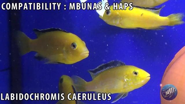 Labidochromis caeruleus - Lake Malawi Mbuna - Yellow lab care смотреть онлайн