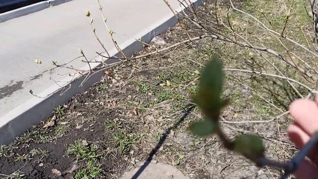 Погода в Новокузнецке на 25 апреля.Природа только начала просыпаться . смотреть онлайн