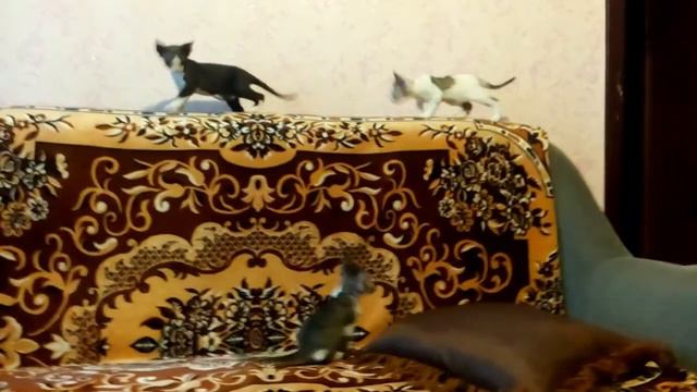 Котятам девон-рекс 1.5 месяца смотреть онлайн