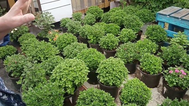 ХРИЗАНТЕМЫ РАЗРАСТАЮТСЯ- ИЮЛЬ! моя ЦВЕТОЧНАЯ ЛЮБОВЬ. смотреть онлайн