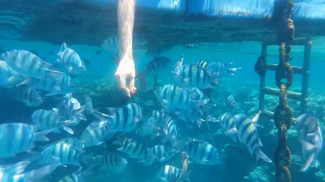 Шарм Ель Шейх кормим рыб красное море ( Island View Resort )