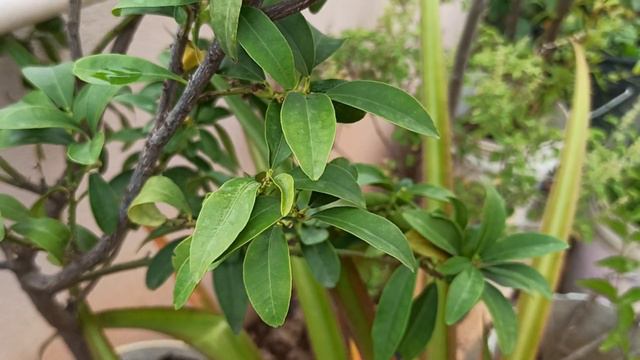 Harvest handful of Lemons on my Terrace Garden | Lemon farming in Pot смотреть онлайн
