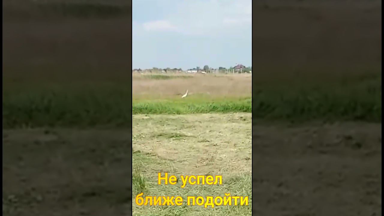 Что за птица #video #videoshort #птицы #природа смотреть онлайн