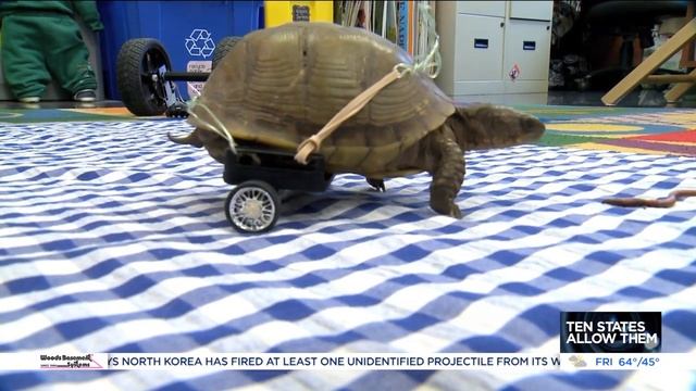 St. Charles first graders help disabled turtle roll through recovery with new wheels смотреть онлайн