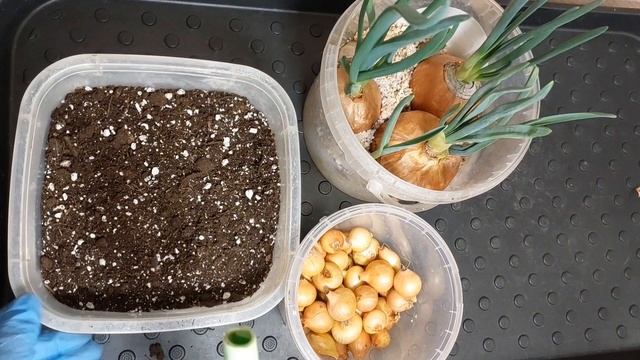 ЗЕЛЕНЫЙ ЛУК НА ПОДОКОННИКЕ смотреть онлайн