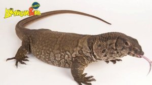 Deagostini ДЖУНГЛИ и КО МАКСИ ВАРАН ДЮМЕРИЛЯ Деагостини LISKA SHOW UNPACKING  #10