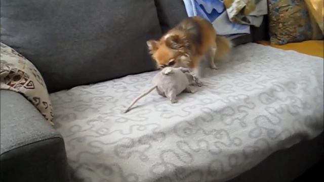 Welsh Terriers and Kitten. I-2017. "Vegus" смотреть онлайн