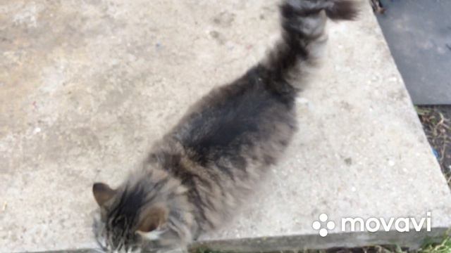 ВЕСНА КУРИЦА СЕЛА НА ГНЕЗДО. смотреть онлайн