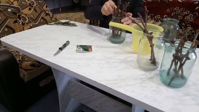 Укоренение черенков винограда часть вторая смотреть онлайн