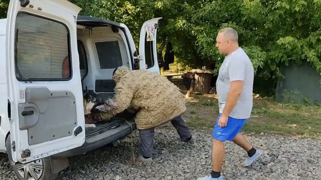 Вот почему восточноевропеец лучше немецкой овчарки смотреть онлайн