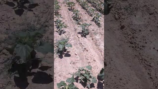 Полевые ромашки посреди поля с подсолнухами)) смотреть онлайн