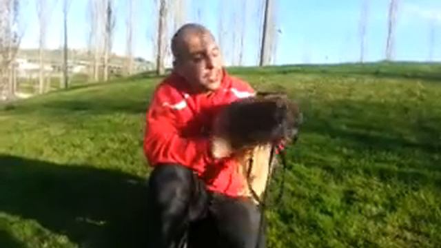 Presentando a Gizmo un perro en adopción смотреть онлайн
