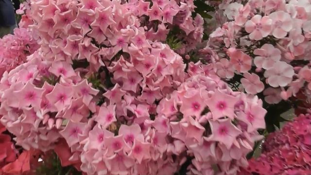 130 сортов основной экспозиции выставки "Мир Флоксов" - 2022 смотреть онлайн